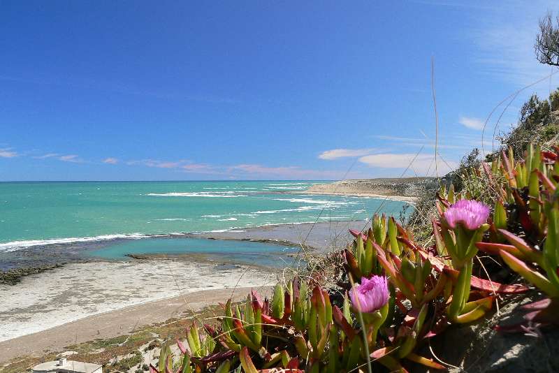 13 Elefanti Marini a Punta Delgada